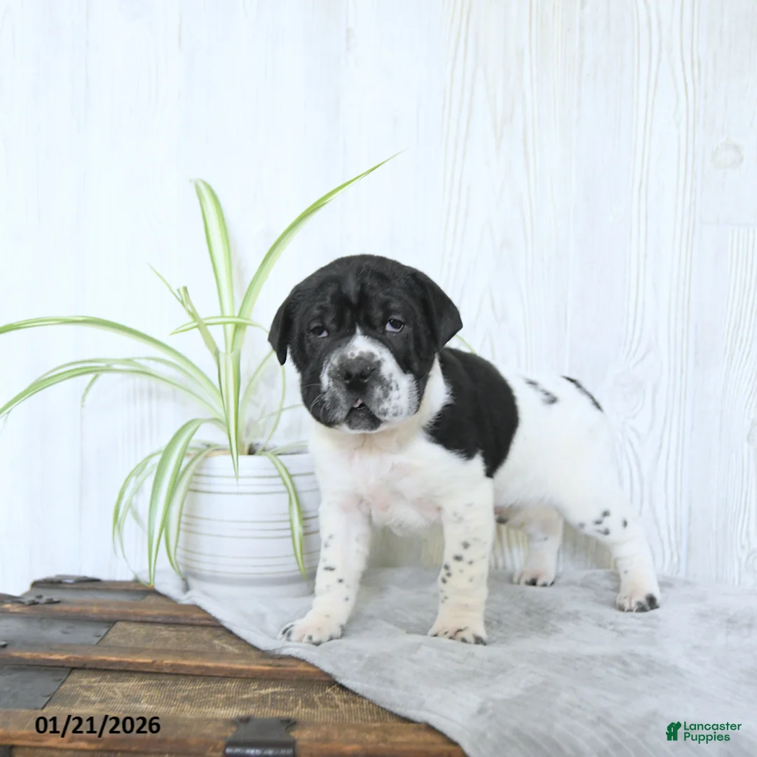 Mini Hippo dogs for sale: Gus - Ad 3