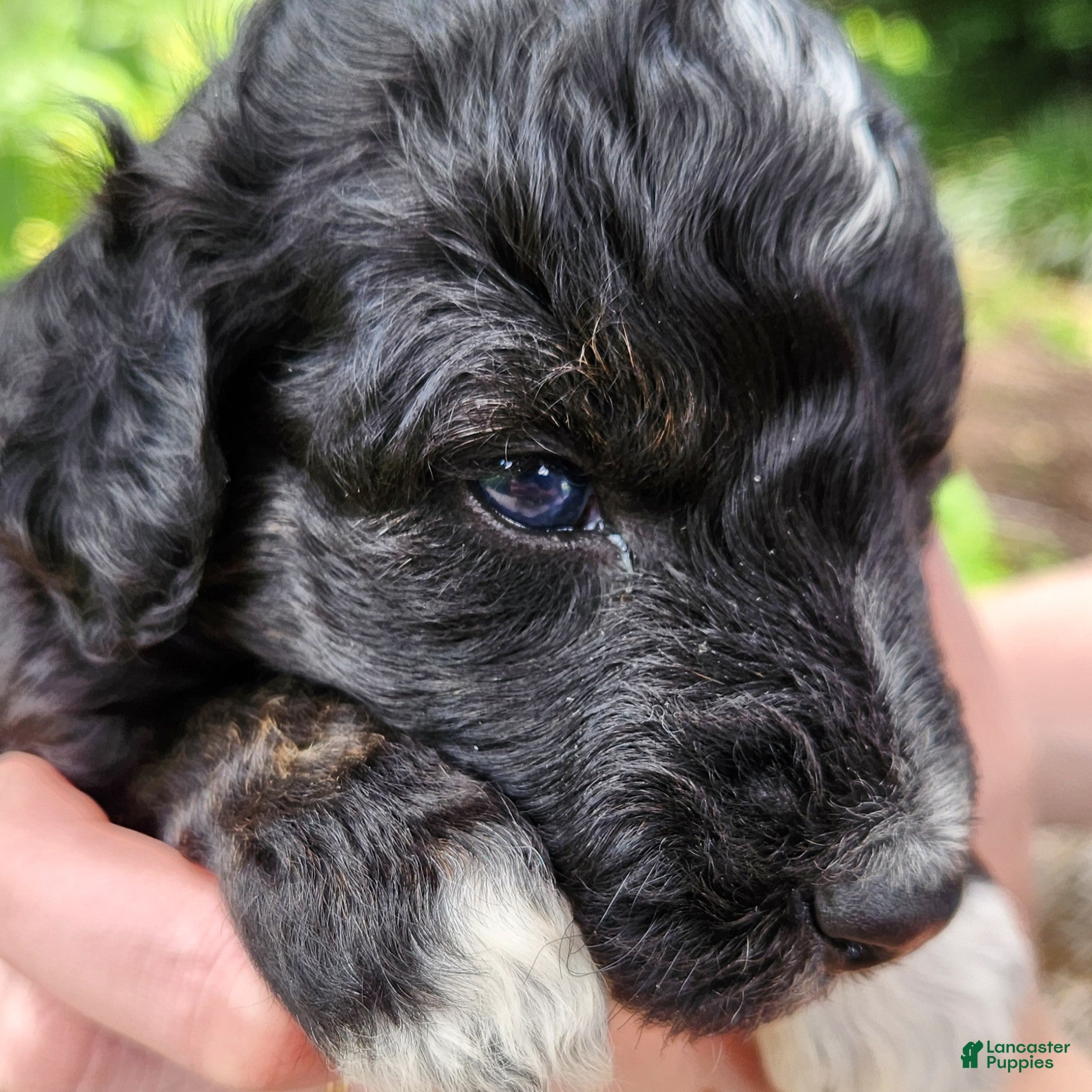 Mini Aussiedoodle dogs Stella - Female - Phantom Tuxedo - Ad 1
