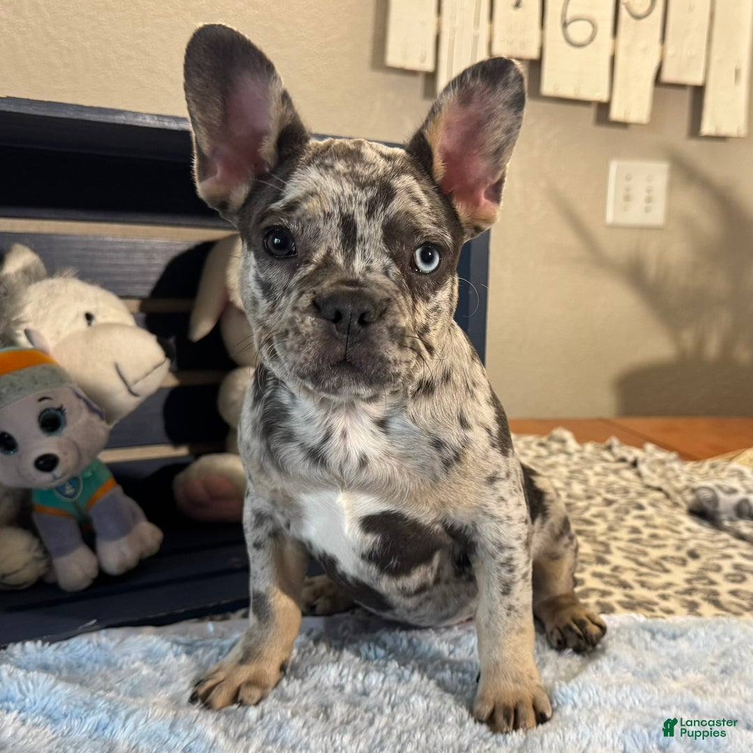 French Bulldog dogs for sale: Chrissy - Ad 3