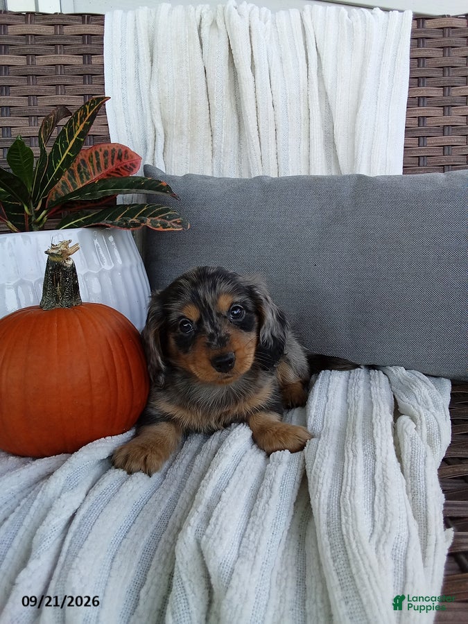 Miniature Dachshund dogs Jackson - Ad 2