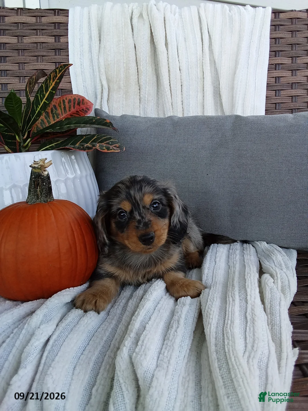 Miniature Dachshund dogs for sale: Jackson - Ad 2