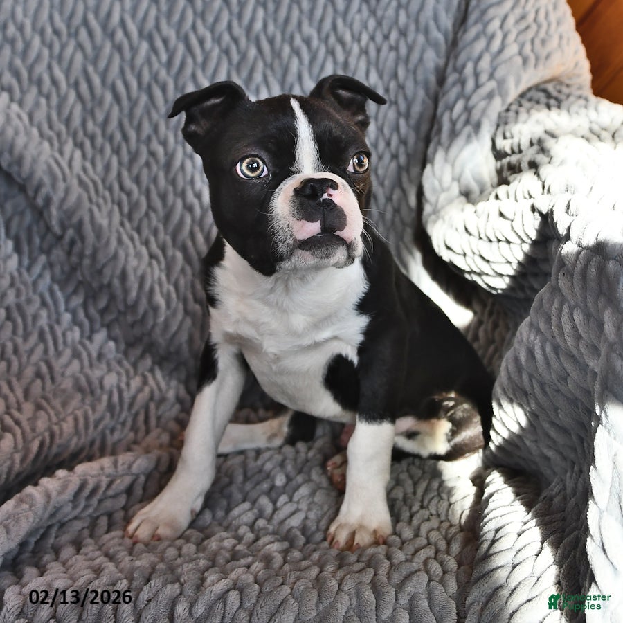 Boston Terrier dogs Jasper - Ad 2