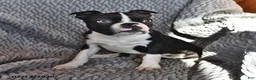 Boston Terrier dogs for sale: Jasper - Ad 4