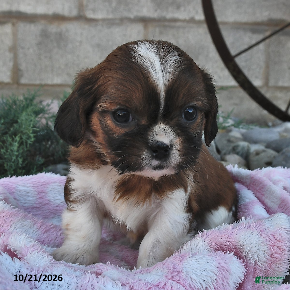 Mixed Breed dogs Bella   - Ad 1