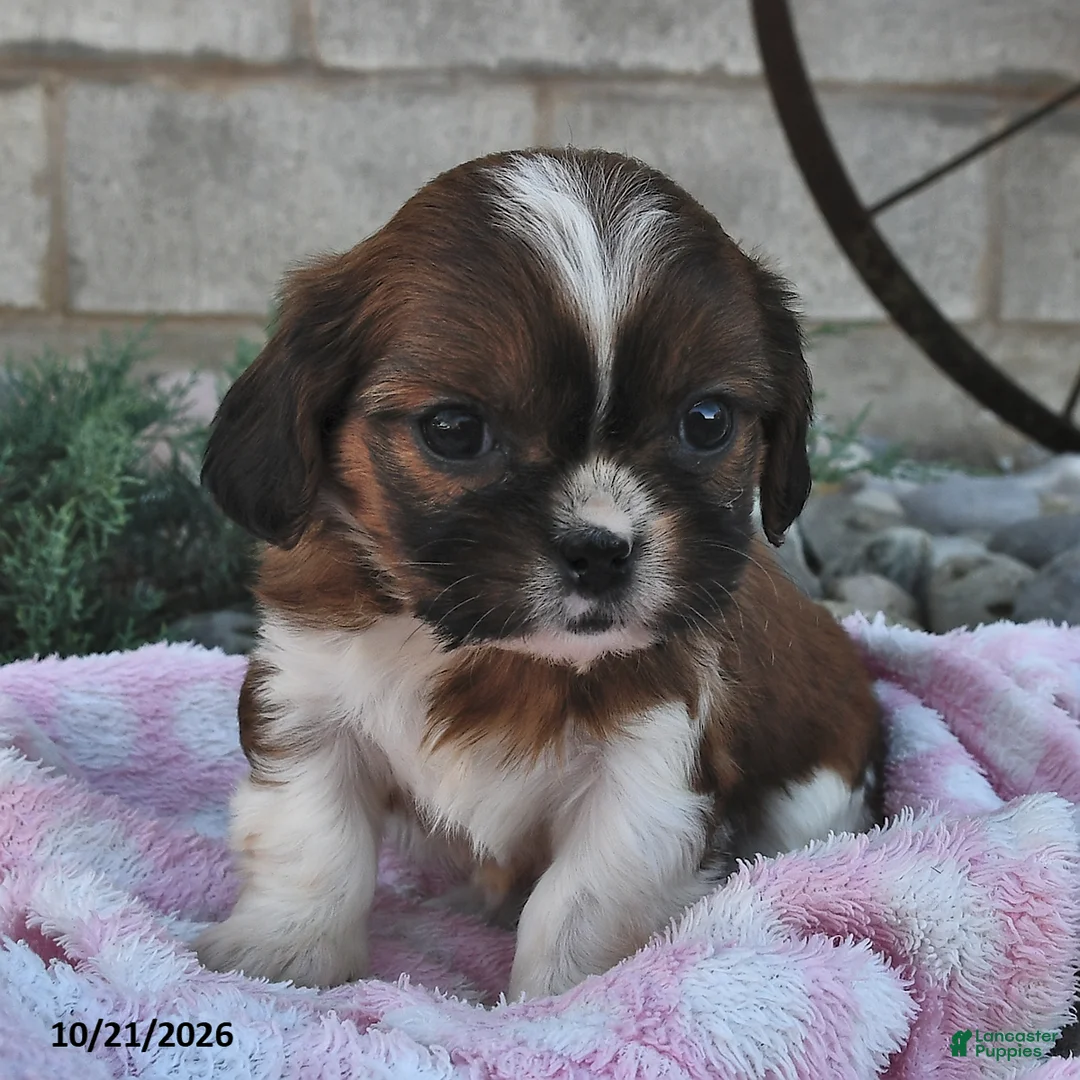 Mixed Breed dogs for sale: Bella   - Ad 1