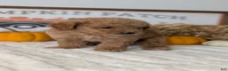 Mini Goldendoodle dogs for sale: Jill - Ad 8