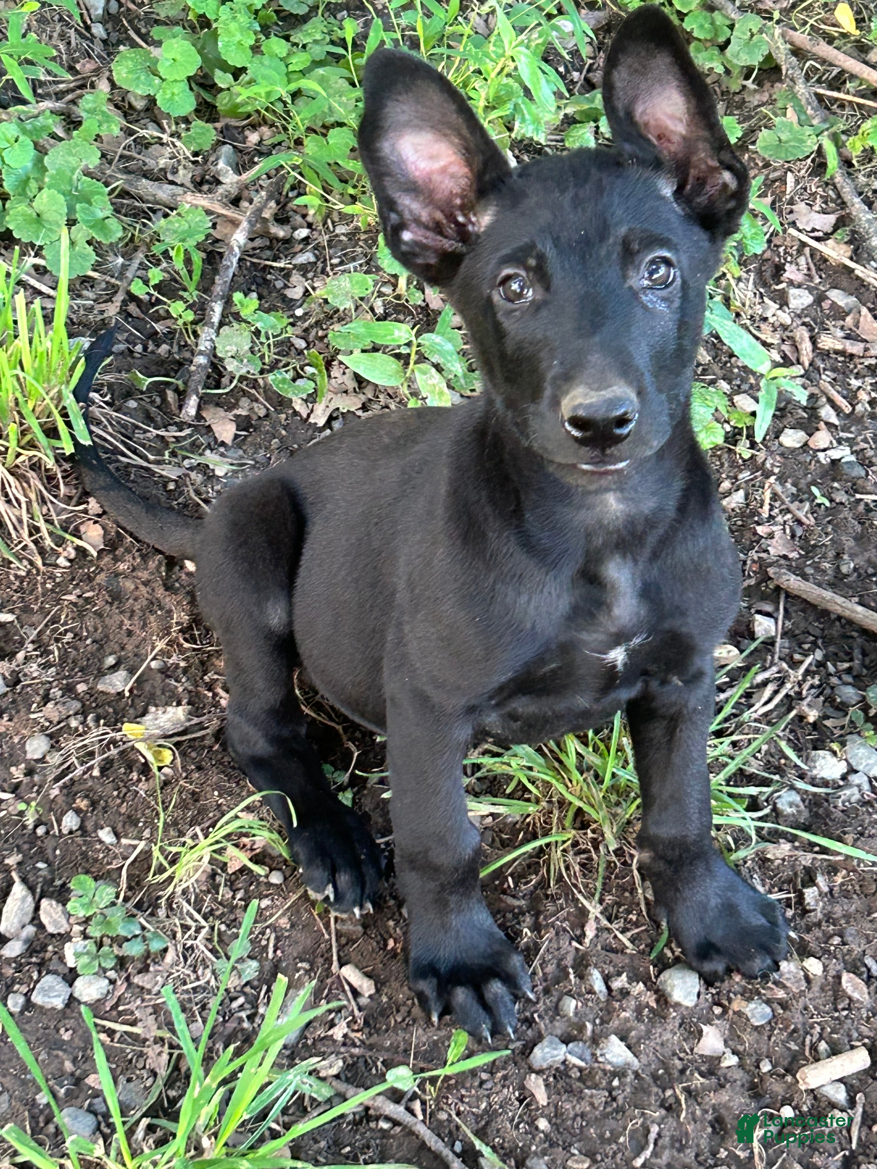 Belgian Malinois dogs Carl - Ad 2