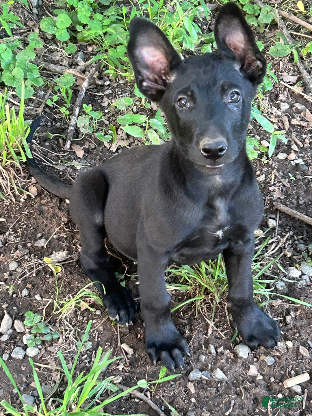 Belgian Malinois dogs for sale: Carl - Ad 2