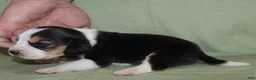 Beagle dogs for sale: Gavin - Ad 2
