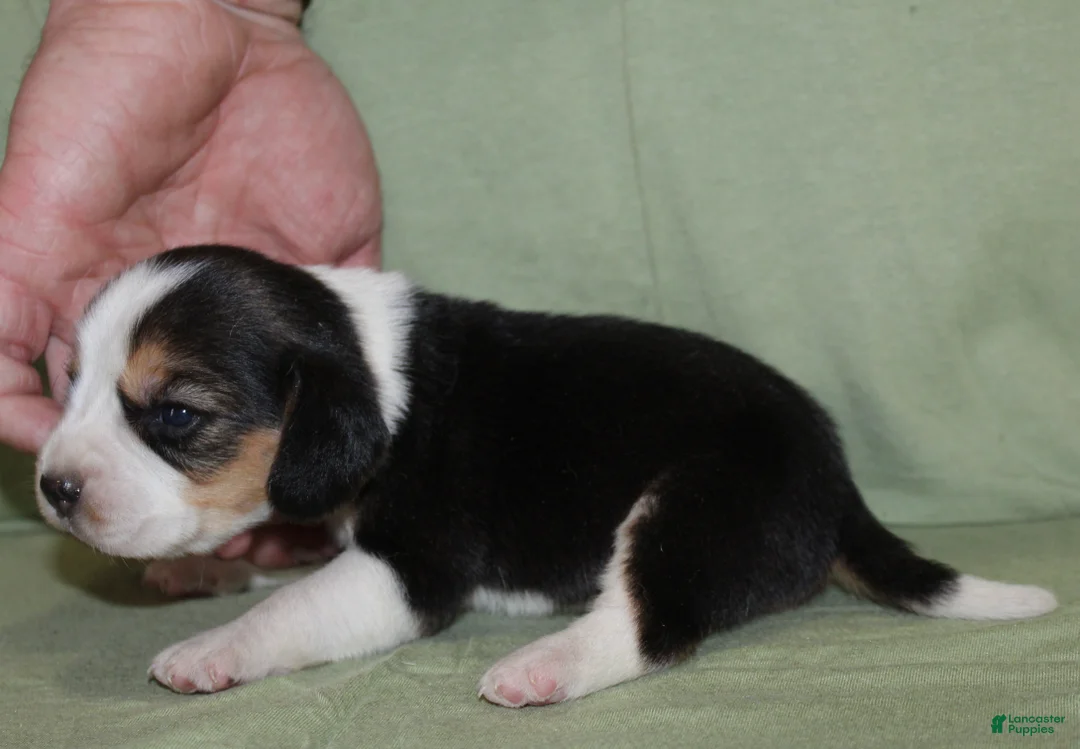 Beagle dogs for sale: Gavin - Ad 2