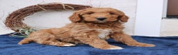 Mini Goldendoodle dogs for sale: Lennon  - Ad 4
