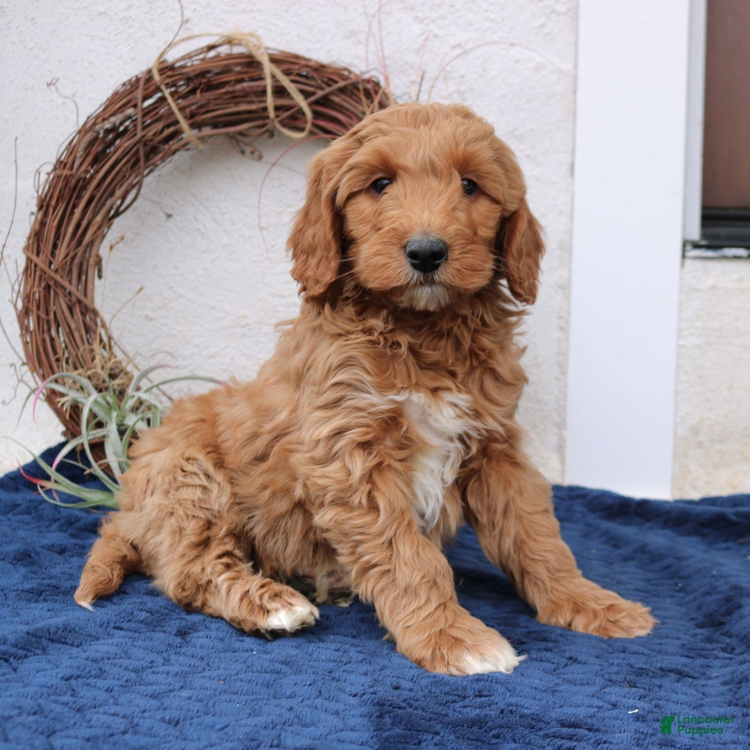 Mini Goldendoodle dogs for sale: Lennon  - Ad 4