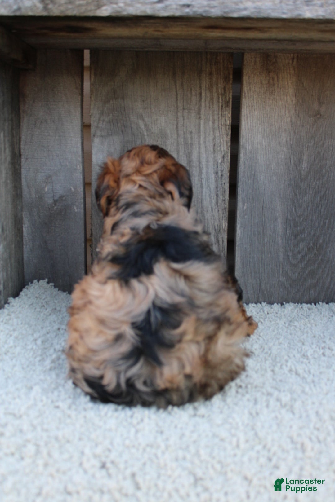 Yorkiepoo dogs for sale: GUNNER - Ad 12