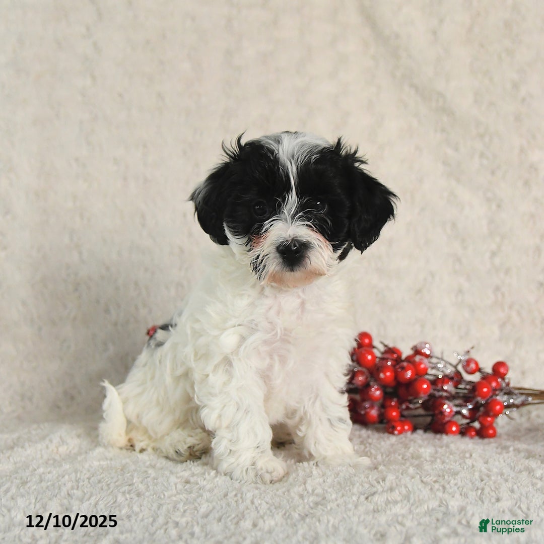 Yorkiepoo dogs for sale: Sheryl - Ad 5