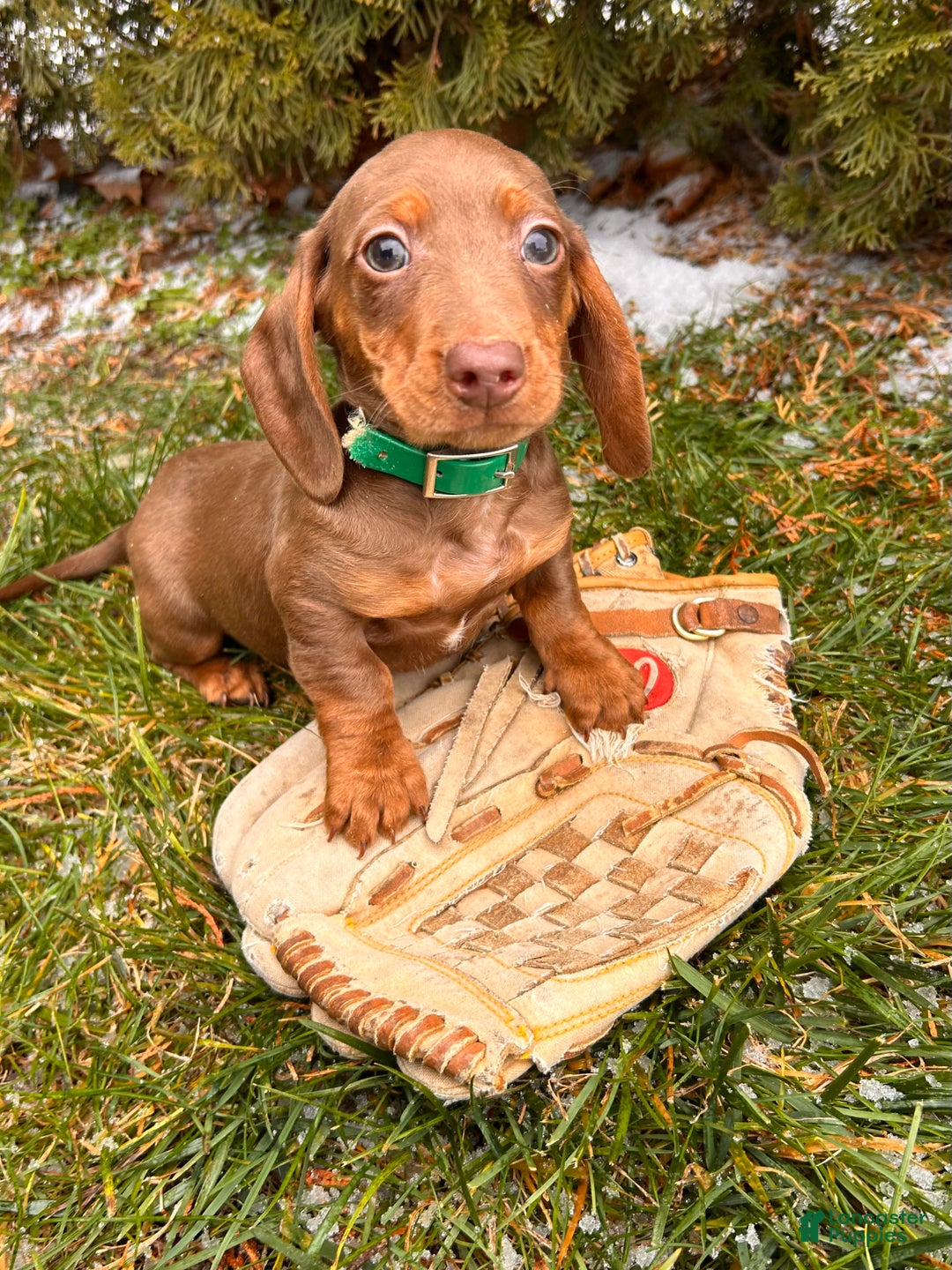 Miniature Dachshund dogs for sale: Henry - Ad 5