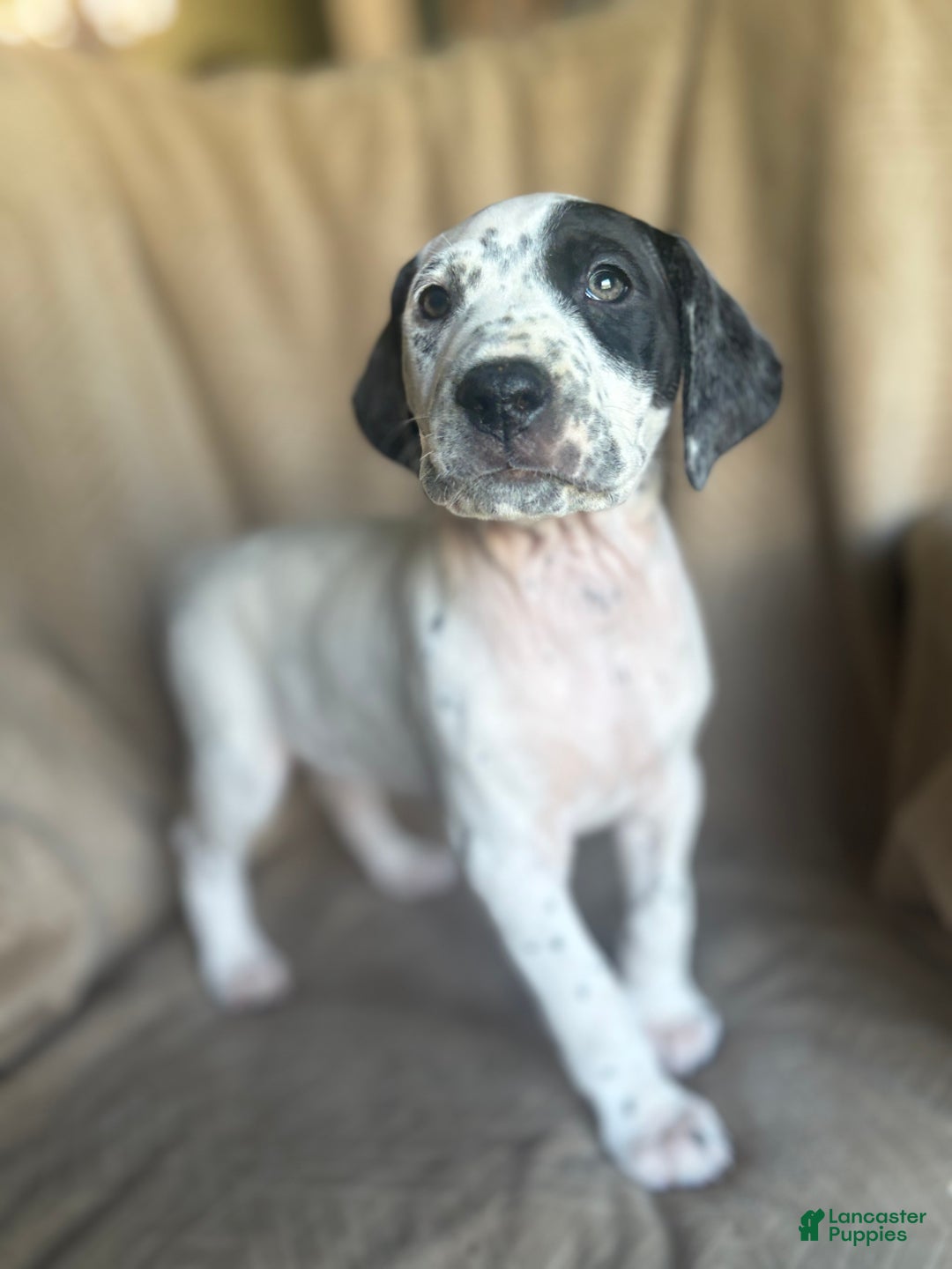 Mixed Breed dogs for sale: Roxanne - Ad 2