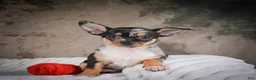Chihuahua dogs for sale: Abby - Ad 8
