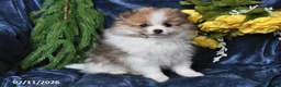 Pomeranian dogs for sale: Mason - Ad 4