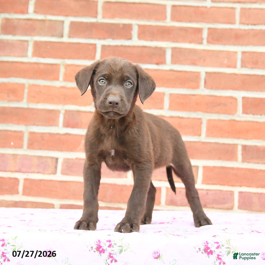Labrador Retriever dogs Puddles - Ad 2