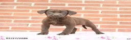 Labrador Retriever dogs for sale: Puddles - Ad 2