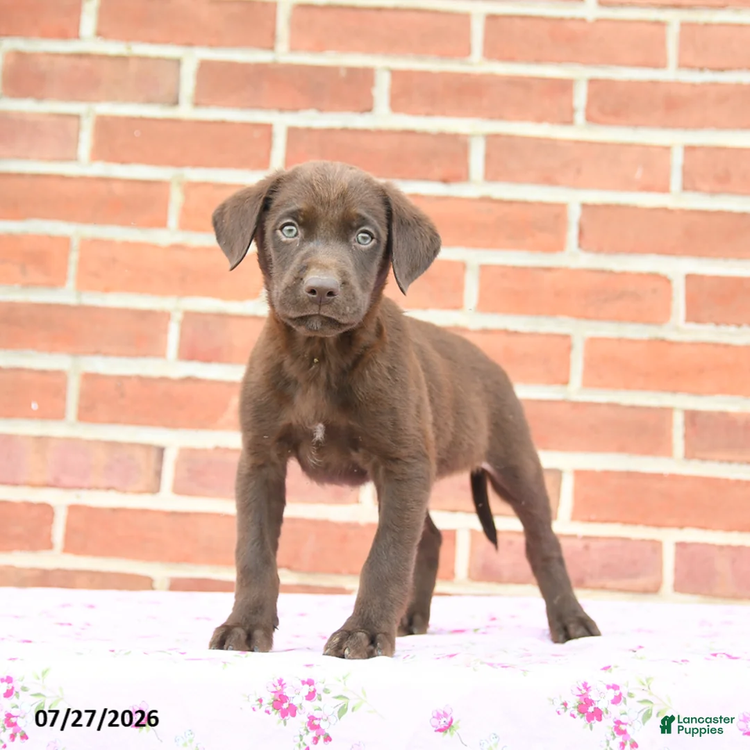 Labrador Retriever dogs for sale: Puddles - Ad 2