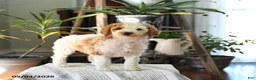 Standard Poodle dogs for sale: Dahlia - Ad 2
