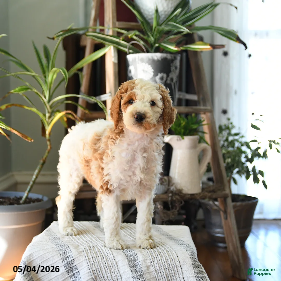 Standard Poodle dogs for sale: Dahlia - Ad 2