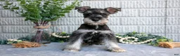 Miniature Schnauzer dogs for sale: Jill - Ad 2