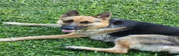 Gerberian Shepsky dogs for sale: Princess - Ad 2