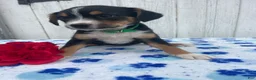 Mixed Breed dogs for sale: Pebbles - Ad 3