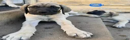 Mixed Breed dogs for sale: Blu - Ad 1