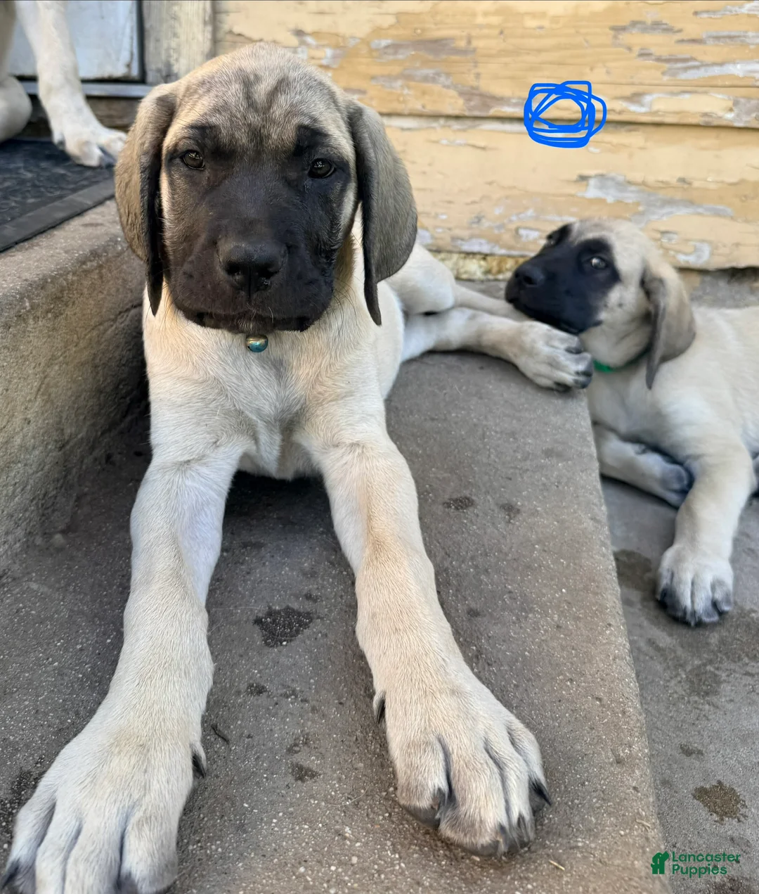 Mixed Breed dogs for sale: Blu - Ad 1