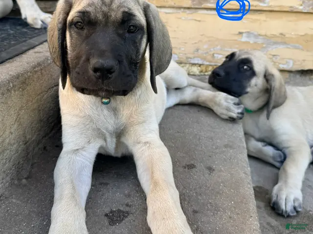 Mixed Breed dogs for sale: Blu - Ad 1