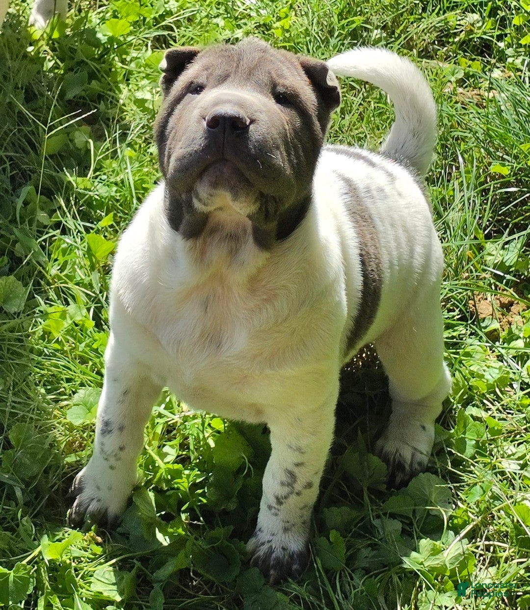 Shar Pei