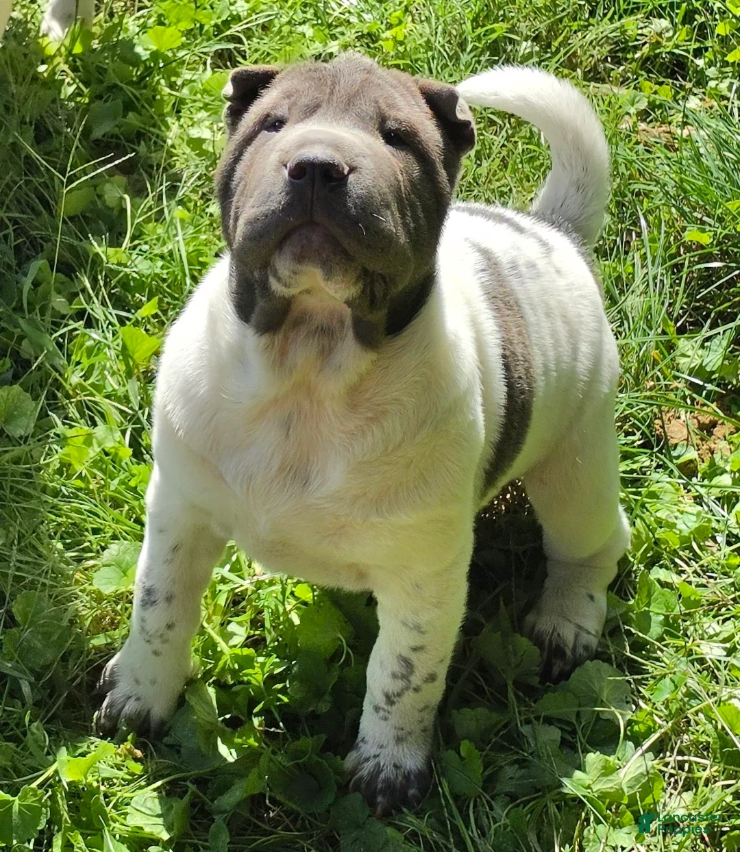 Shar Pei dogs for sale: Blue Berry  - Ad 1
