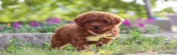 Miniature Poodle dogs for sale: Jance - Ad 9