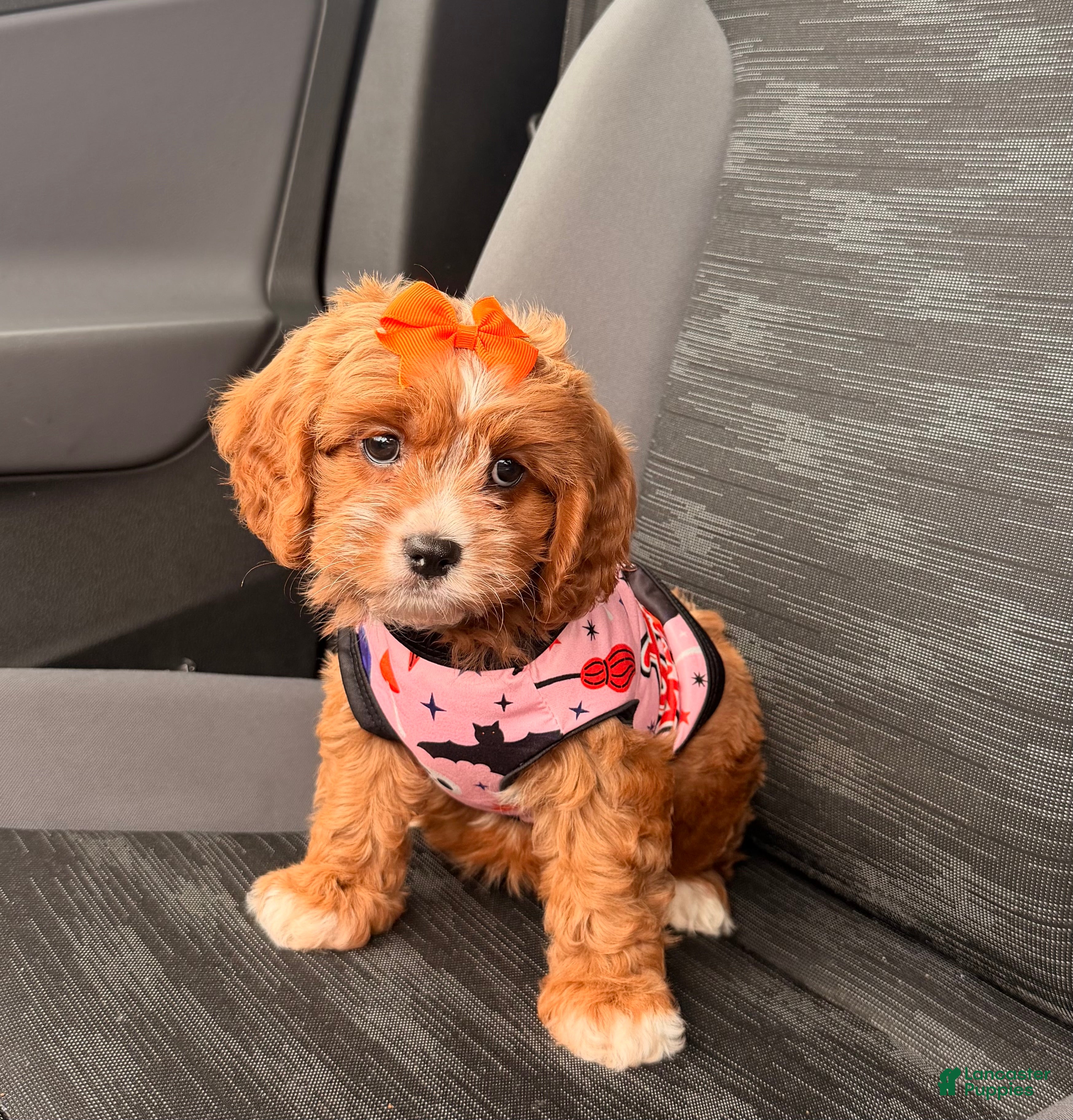 Cavapoo dogs Gorgeous Gal - Ad 41