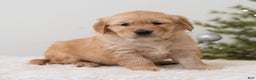 Golden Retriever dogs for sale: Holiday  - Ad 2