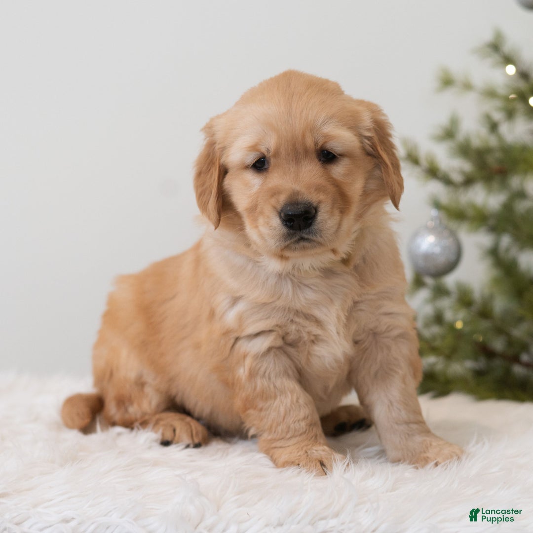 Golden Retriever dogs for sale: Holiday  - Ad 2