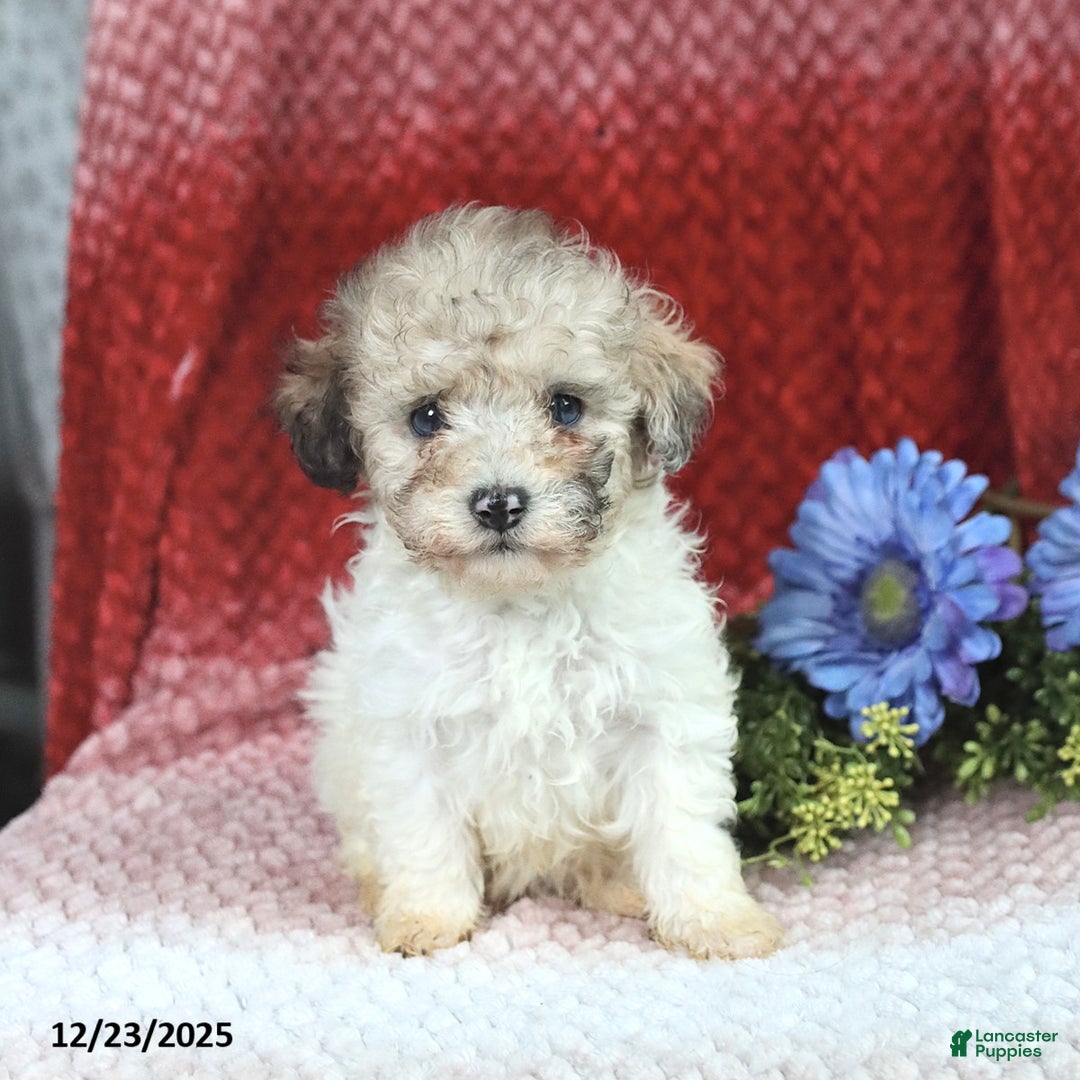 Miniature Poodle dogs for sale: Marty - Ad 1