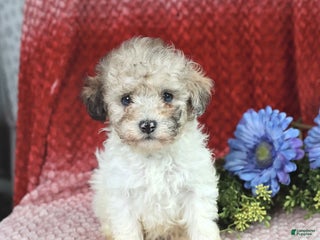 Miniature Poodle dogs Marty - Ad 28
