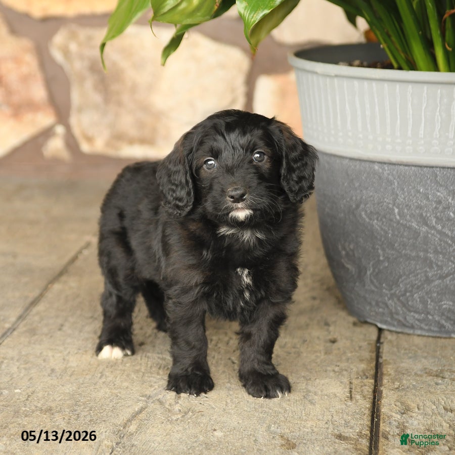 Double Doodle dogs Diamond - Ad 2