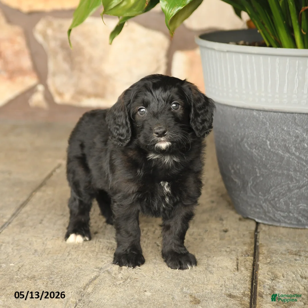 Double Doodle dogs for sale: Diamond - Ad 2