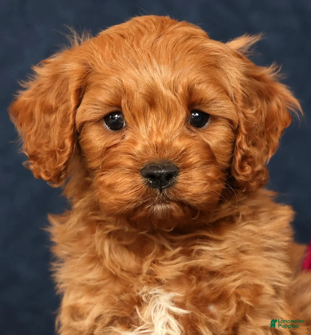 Cavapoo dogs for sale: Parker - Ad 1