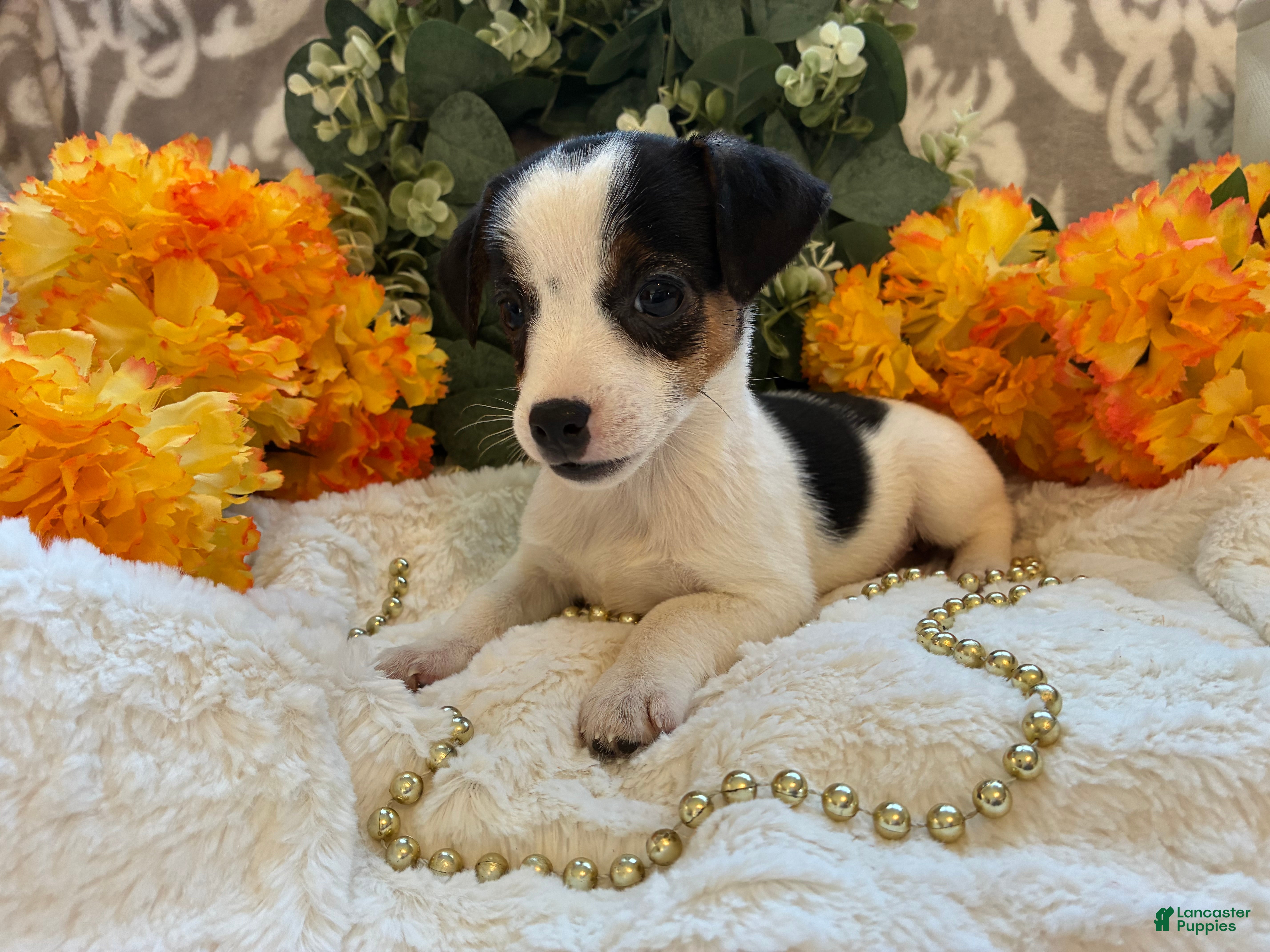 Jack Russell Terrier dogs for sale: Acorn - Ad 2