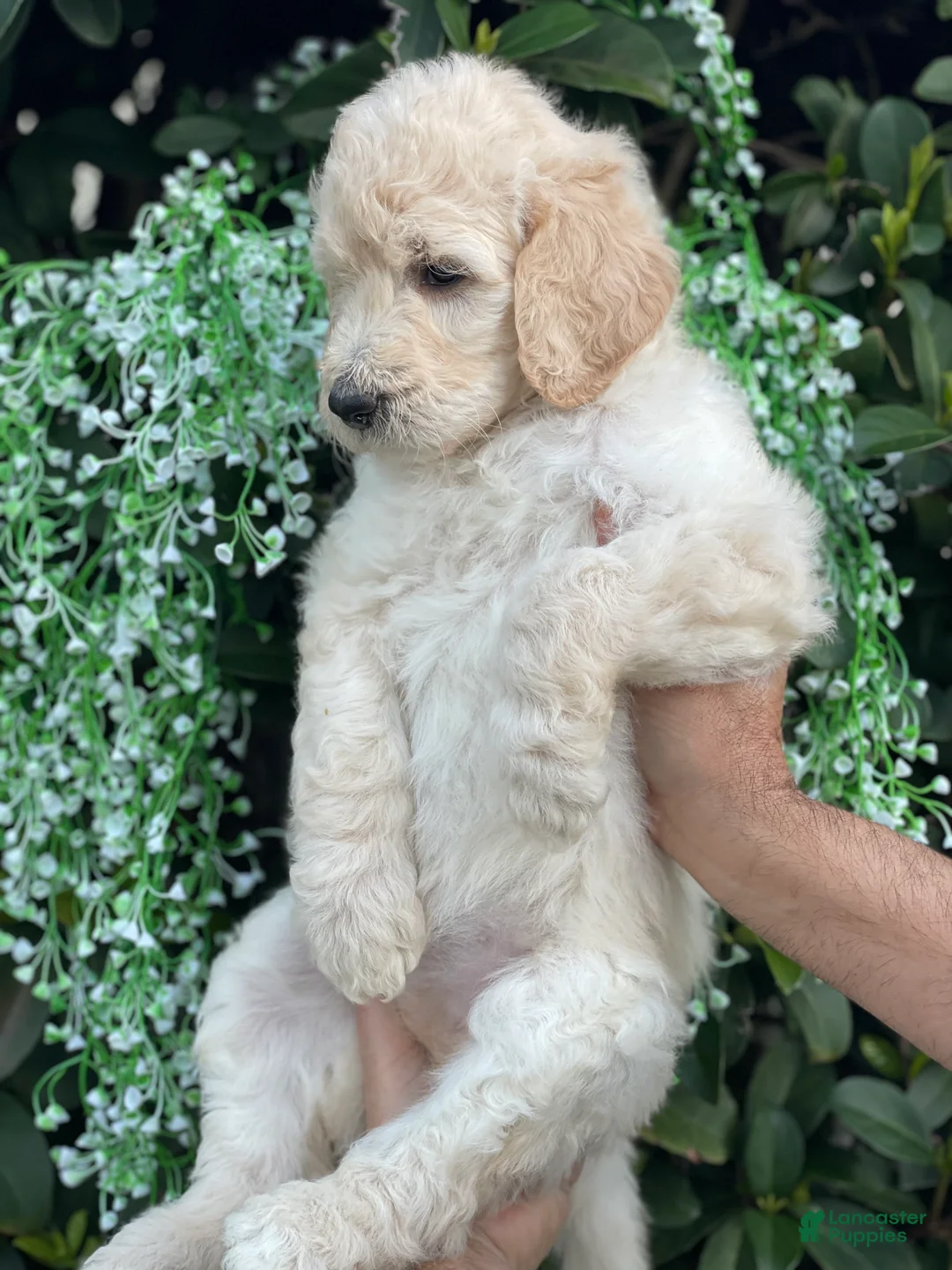 Goldendoodle dogs for sale: Brandy - Ad 5