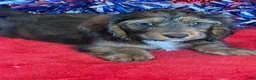 Dachshund dogs for sale: Silky - Ad 3