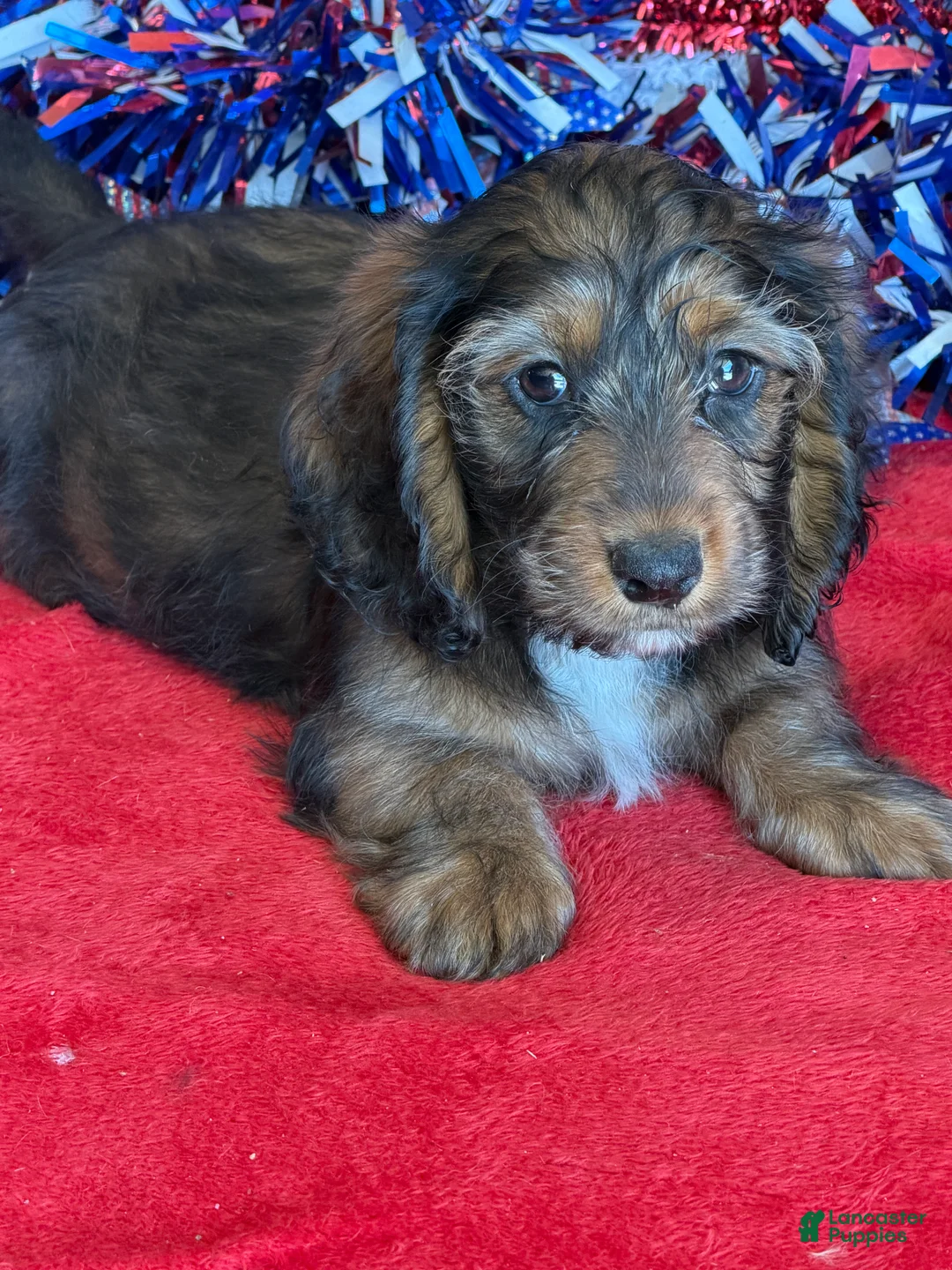 Dachshund dogs for sale: Silky - Ad 3