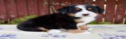 Bernese Mountain Dog dogs for sale: Sadie - Ad 3