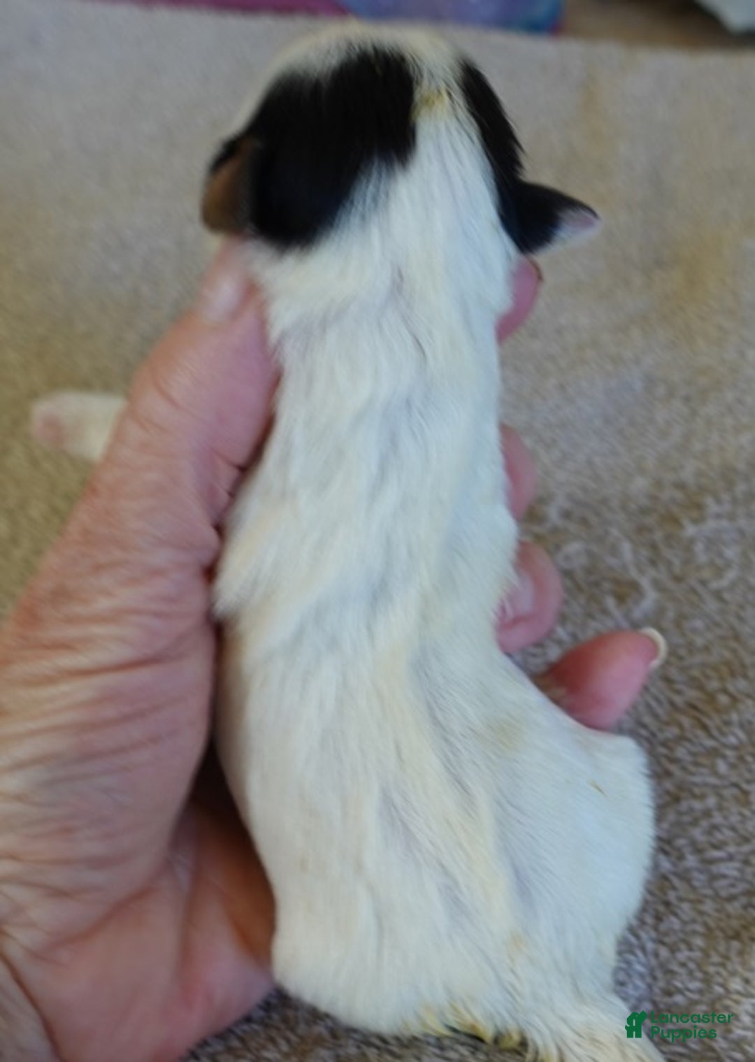 Yorkshire Terrier dogs for sale: Zuri exotic parti - Ad 9